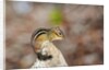 Eastern Chipmunk by Anonymous