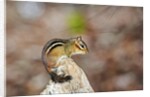 Eastern Chipmunk by Anonymous