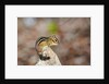 Eastern Chipmunk by Anonymous
