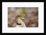Eastern Chipmunk by Anonymous