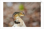 Eastern Chipmunk by Anonymous