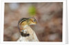 Eastern Chipmunk by Anonymous