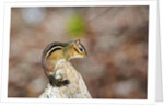 Eastern Chipmunk by Anonymous