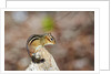 Eastern Chipmunk by Anonymous