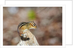 Eastern Chipmunk by Anonymous