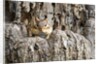Eastern Chipmunk by Anonymous