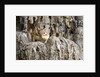 Eastern Chipmunk by Anonymous