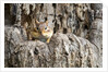 Eastern Chipmunk by Anonymous