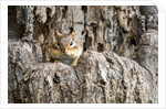 Eastern Chipmunk by Anonymous