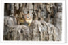 Eastern Chipmunk by Anonymous