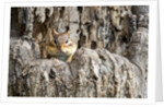 Eastern Chipmunk by Anonymous