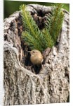 House Wren by Anonymous