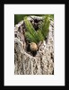 House Wren by Anonymous