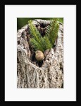 House Wren by Anonymous