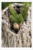 House Wren by Anonymous