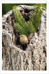 House Wren by Anonymous