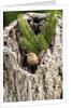 House Wren by Anonymous