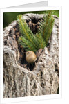 House Wren by Anonymous