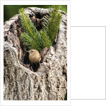 House Wren by Anonymous
