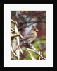 Northern Cardinal by Anonymous