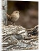 House Wren by Anonymous