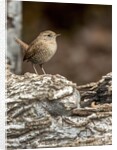 House Wren by Anonymous