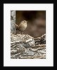 House Wren by Anonymous