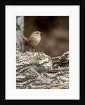 House Wren by Anonymous