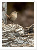 House Wren by Anonymous