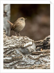 House Wren by Anonymous