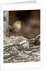 House Wren by Anonymous