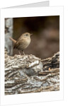 House Wren by Anonymous