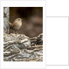 House Wren by Anonymous