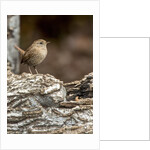 House Wren by Anonymous