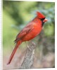 Northern Cardinal by Anonymous
