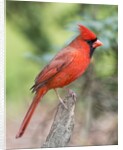 Northern Cardinal by Anonymous
