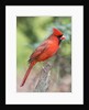 Northern Cardinal by Anonymous