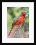 Northern Cardinal by Anonymous