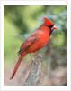 Northern Cardinal by Anonymous