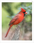 Northern Cardinal by Anonymous