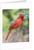 Northern Cardinal by Anonymous
