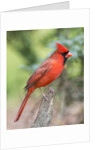 Northern Cardinal by Anonymous