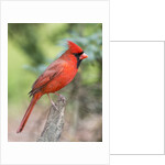 Northern Cardinal by Anonymous