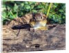 Eastern Chipmunk by Anonymous
