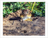 Eastern Chipmunk by Anonymous