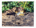 Eastern Chipmunk by Anonymous