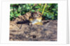 Eastern Chipmunk by Anonymous