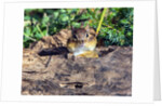 Eastern Chipmunk by Anonymous