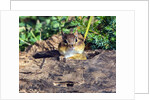 Eastern Chipmunk by Anonymous