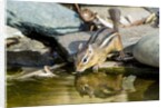 Eastern Chipmunk by Anonymous